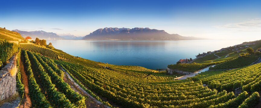 Panoramic view of the city of Vevey at Lake Geneva with vineyards of famous Lavaux wine region on a beautiful sunny day with blue sky in summer or spring season, Canton of Vaud, Switzerland. Beauty