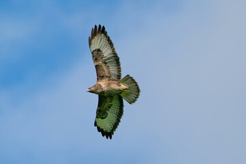 One buzzard bird, bird of pray, buteo buteo, in flight against a blue sky and white clouds
