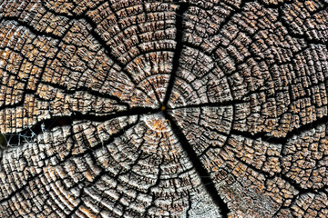 Wooden tree texture backdrop