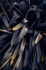 blue plant leaves in the garden in autumn season, blue background