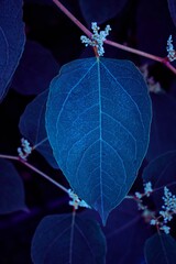blue plant leaves in the garden in autumn season, blue background