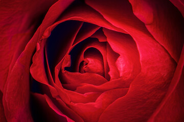 Rote Rosenblätter Makrofotografie © Rawpixel.com