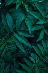 Naklejka na ściany i meble green plant leaves in the garden in autumn season, green background
