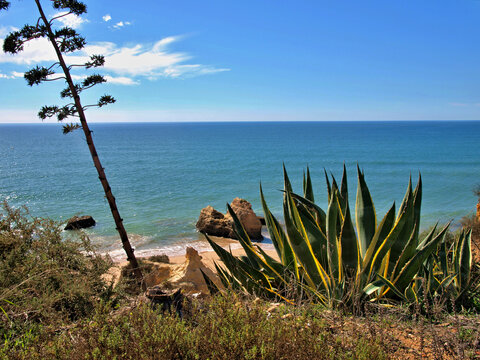 Algarve landscape with agarve plant, typical vegetation