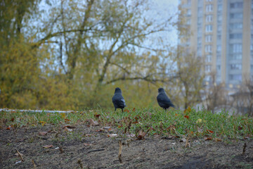 Rooks that walk on the grass . The action takes place in the late autumn evening on the embankment in the city of Tambov .