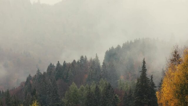 Time lapse with mist and sleet storm over a cone tree forest in the Romanian mountains during a November cloudy day