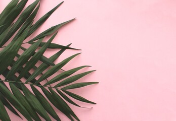 Green palm leaves on pink background
