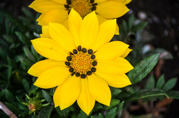 A beautiful, yellow flower blossomed in the flower bed.