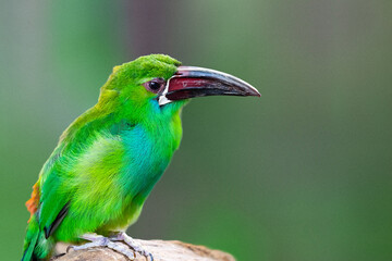Portrait of a green toucan bird