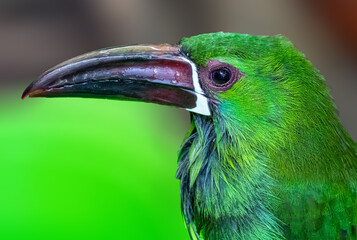 Portrait of a green toucan