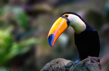 Naklejka premium Portrait of a toucan bird