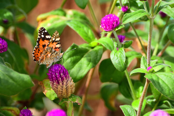 A colorful butterfly known as painted lady.
