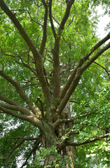 精子発見のイチョウ
