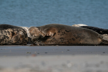 Fototapeta premium Wild Grey seal colony on the beach at Dune, Germany. Group with various shapes and sizes of gray seal