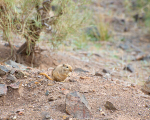 Naklejka na ściany i meble Wild great gerbil in its natural habitat, Charyn canyon, Kazakshtan 