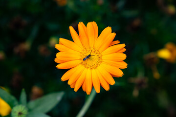 Orange flower and an insect (field marigold, calendula arvensis)