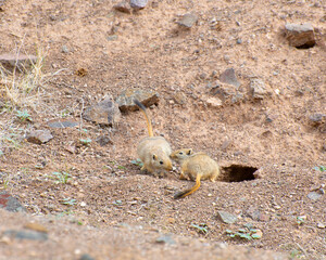 Group of great gerbils communicating with each other on their natural habitat, Charyn canyon, Kazakhstan
