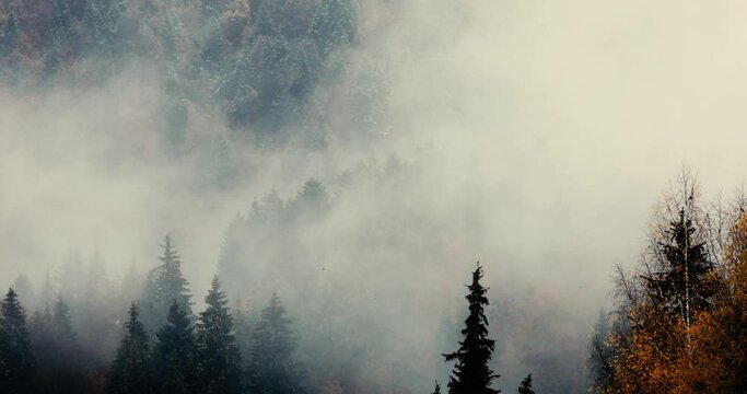 Mist and sleet storm over a cone tree forest in the Romanian mountains during a November cloudy day.