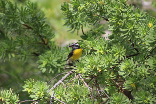 Oiseau des antilles