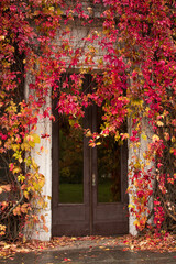 old brown wooden door. red and yellow leaves of the maiden grape