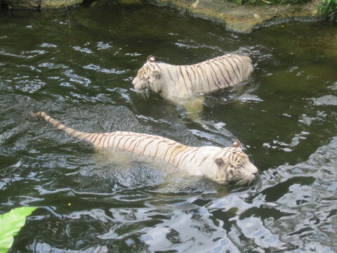 The amazing wildlife and nature in the large and famous Singapore Zoo in Southeast Asia