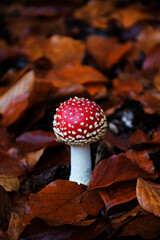 Fly agaric in a autumn forest. Close up.