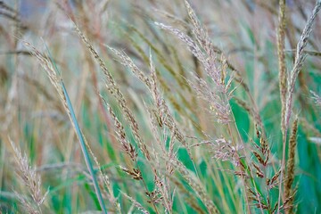white dry flower plants in the garden in autumn season