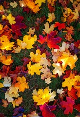 autumn leaves background