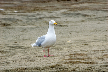 Glaucous Gull (Larus hyperboreus) in Barents Sea coastal area, Russia