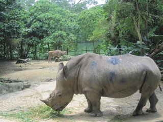 Naklejka premium The amazing wildlife and nature in the large and famous Singapore Zoo in Southeast Asia