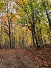 autumn in the forest