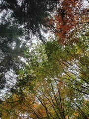 trees in autumn