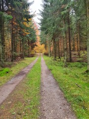 Obraz premium path in the woods