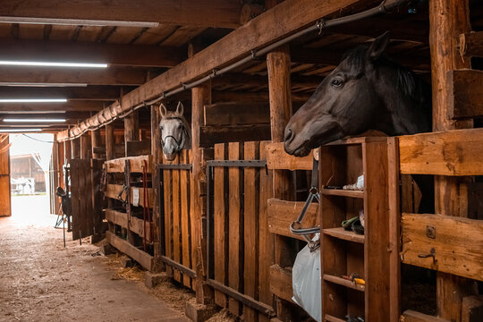 Horses standing in a stall in a stable. Jockey, hippodrome, horseback riding.