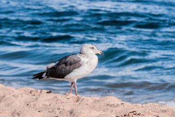 Fototapeta premium Western Gull (Larus occidentalis) in Malibu Lagoon, California, USA