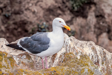 Fototapeta premium Western Gull (Larus occidentalis) in Malibu Lagoon, California, USA