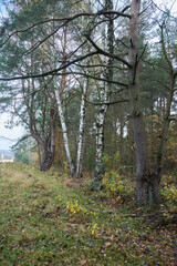 jesienne drzewa las ,drzewa 