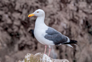 Western Gull (Larus occidentalis) in Malibu Lagoon, California, USA