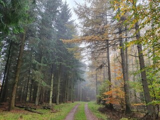 fog path in the forest in autumn