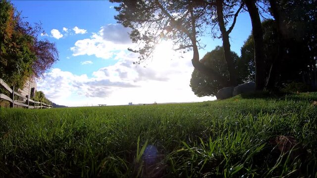 青空と芝生ののどかな風景