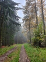 foggy path in the forest in autumn