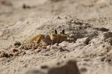 Crabe antillais