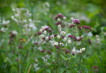 Bladder campion flowers. Silene vulgaris (Moench) Garcke