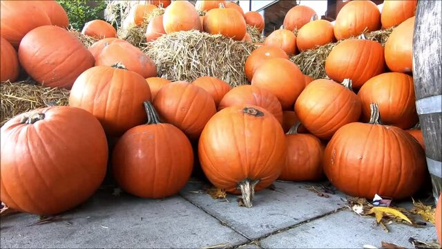 Pumpkin of  Halloween（ハロウィン向けのかぼちゃ）