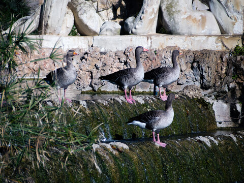 Patos posando en una fuente en un coreogr&aacute;fico acomodo.