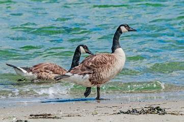 Molting Canada Goose (Branta canadensis) on the shore of the Baltic Sea, Laboe, Schleswig-Holstein, Germany