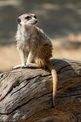 meerkat sitting on top of a dry log