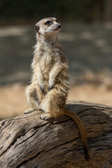 meerkat sitting on top of a dry log