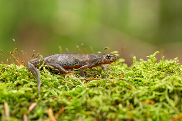 The Carpathian newt, or Montadon's newt, (Lissotriton montandoni) is a species of salamander in the family Salamandridae. 