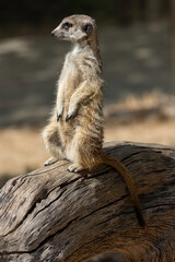 meerkat sitting on top of a dry log